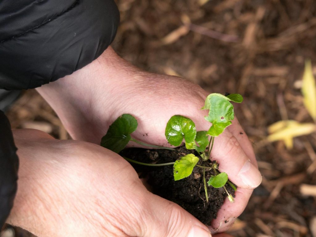 Two hands gently hold a small green seedling with soil, preparing to plant it in the ground.