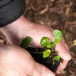 Two hands gently hold a small green seedling with soil, preparing to plant it in the ground.